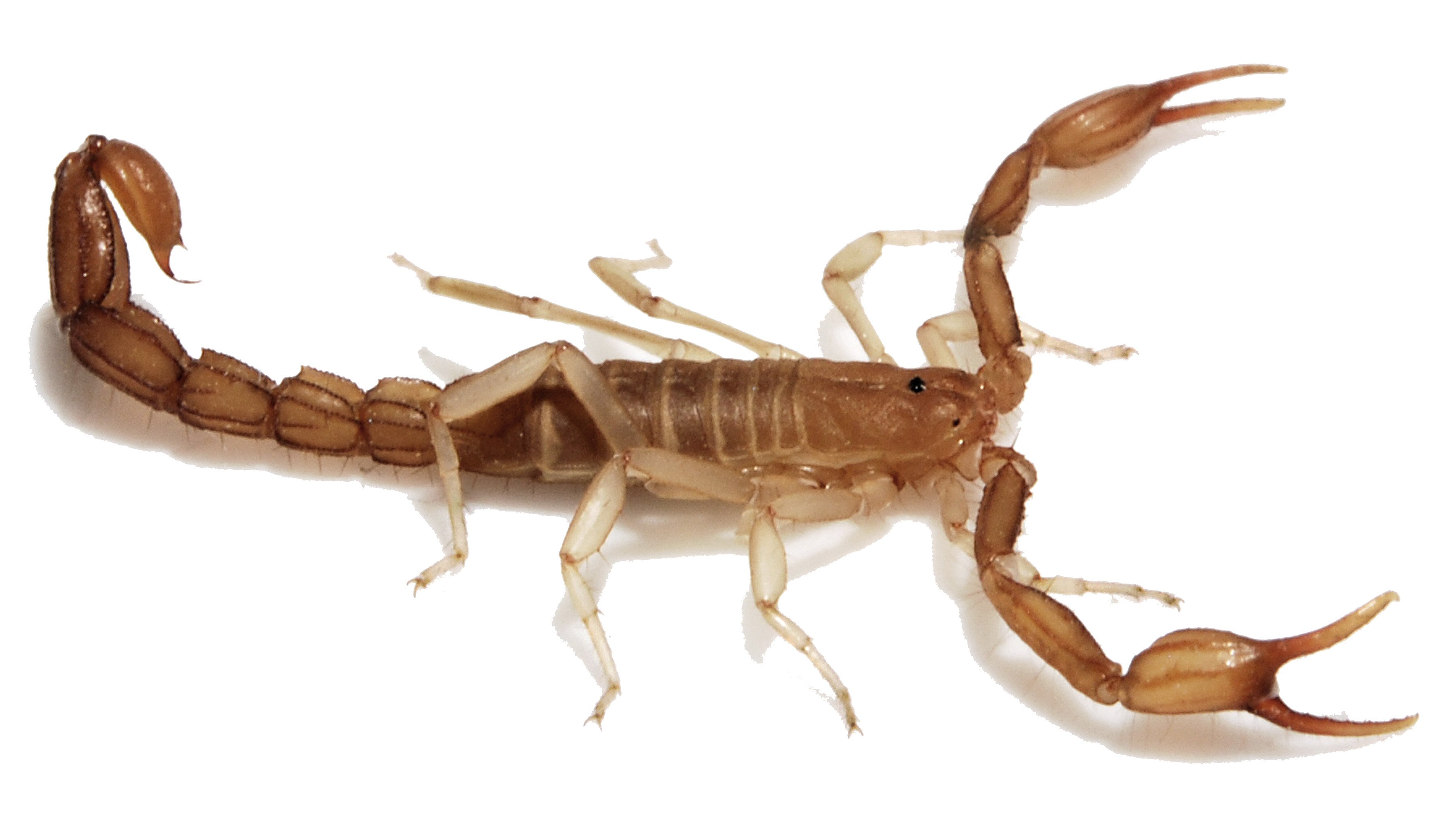 Scorpion's Sting EMRA