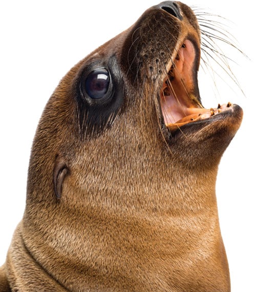 seal