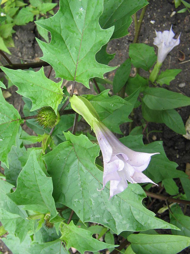 Figure 1. Datura stramonium's trumpet-like flower width=