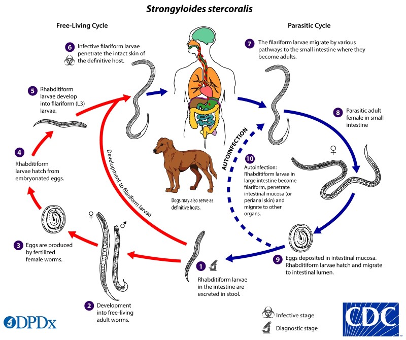 47-3 Strongyloides_LifeCycle_lg.jpg