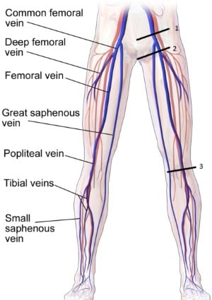 47-6 Popliteal Artery - Figure 4.jpg