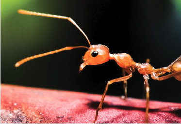 48-3 Envenomation Fire Ant.png