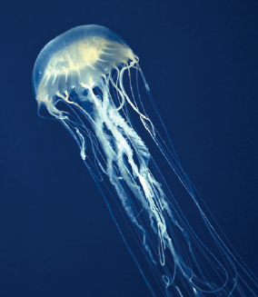 48-3 Envenomation Jellyfish.png