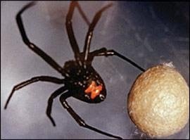 Brown Recluse Spider Envenomation Treatment & Management: Emergency  Department Care, Consultations, Prevention