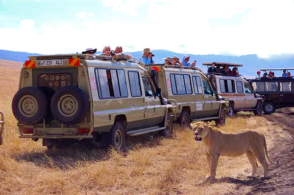 47-1_Guide_4 Safari by Higgins.jpg