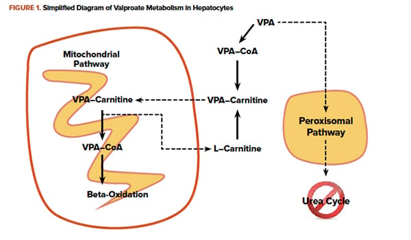 Figure 1. Valproate metabolism in hepatocytes