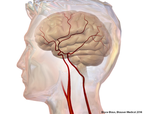 46-1 Cerebrovascular System.jpg