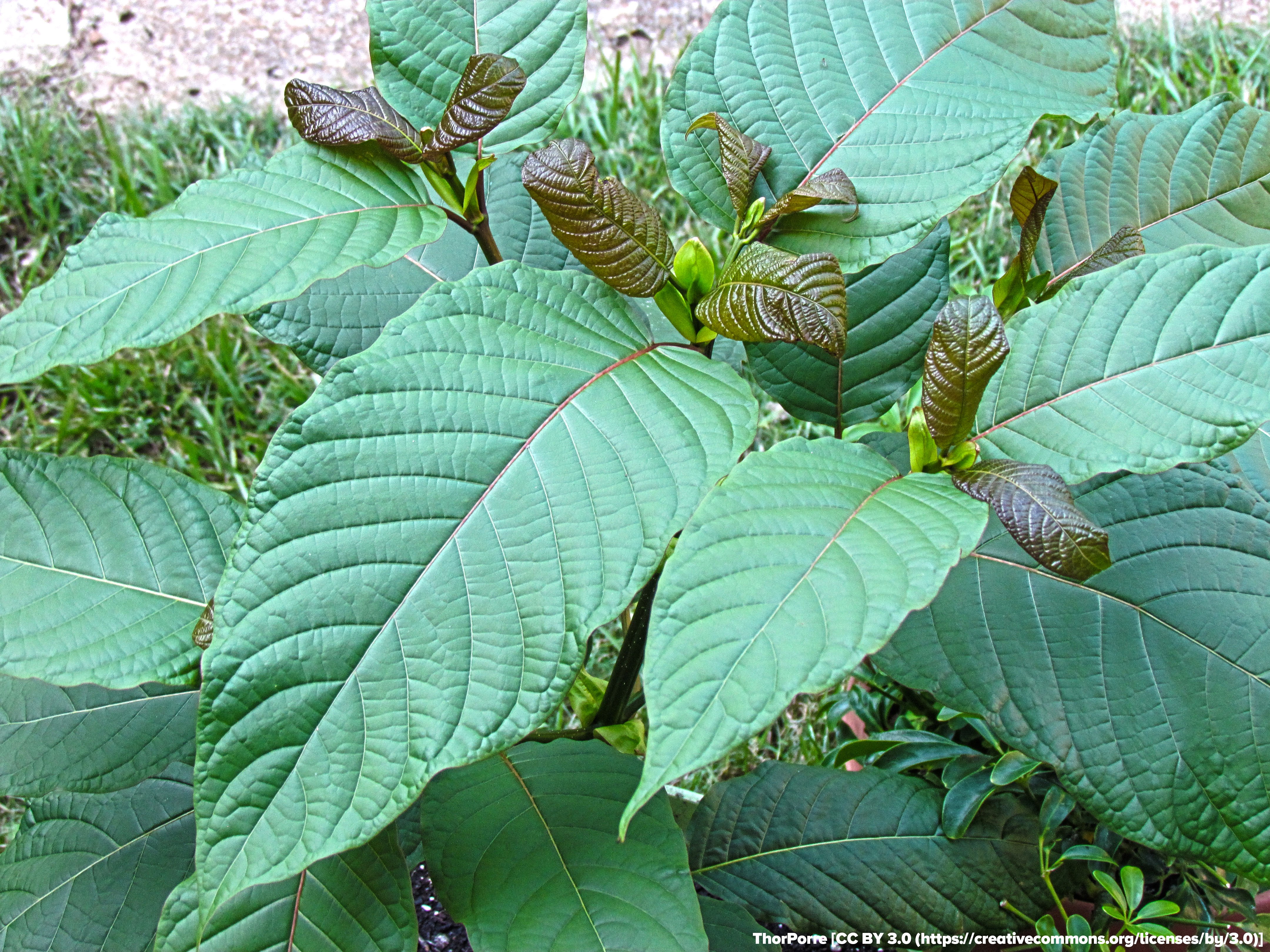 Toxicology - Kratom.jpg