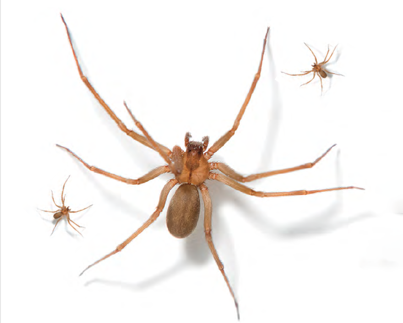 47-3 Brown Recluse - anchor.png