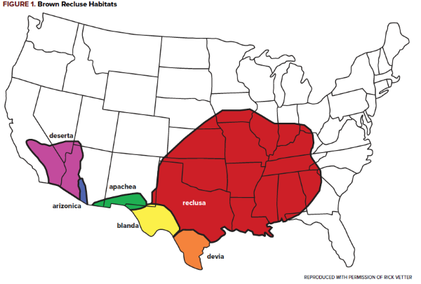 47-3 Brown Recluse - Figure 1.png