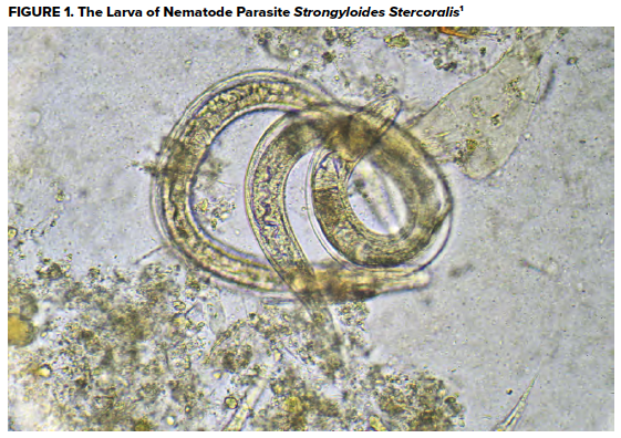 47-3 Strongyloides - Figure 1.png