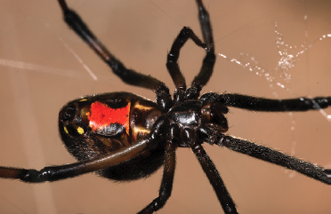 48-3 Envenomation Black Widow.png