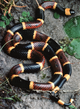 48-3 Envenomation Coral Snake.png