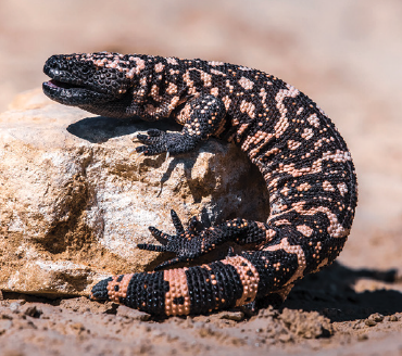 48-3 Envenomation Gila Monster.png