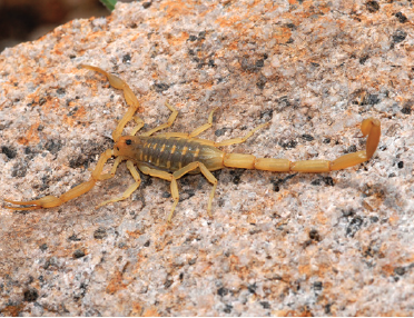 48-3 Envenomation Scorpion.png