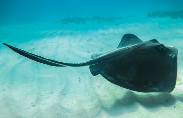 48-3 Envenomation Stingray.png