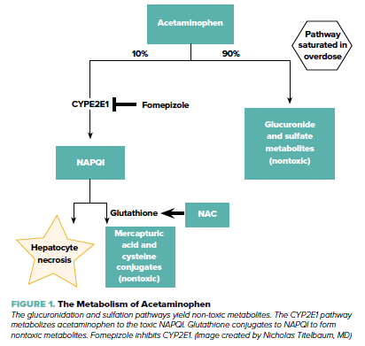 acetaminophen and alcohol metabolism