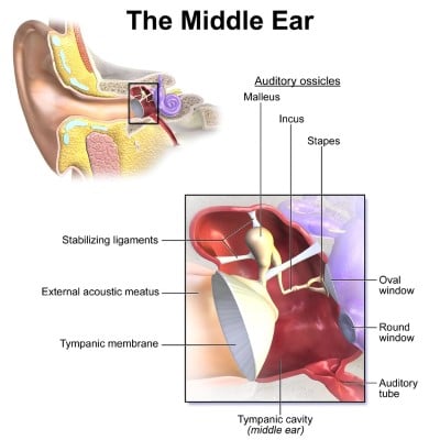 Dive Ear Anatomy.jpg