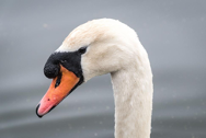 Critical Care Device PAC - Swan.png