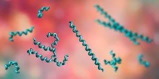 Secondary Syphilis with Hepatic Involvement – A Clinical Perspective.jpg
